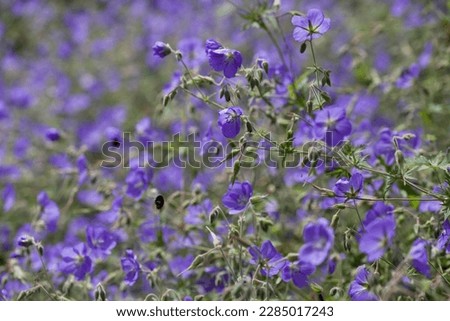 Geranium ‘Brookside’ bears large deep blue flowers in the perrenial flower border -  one of the easiest plant to grow in the ornamental garden. Bees collecting necar from the flowers.