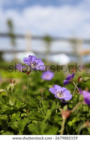 Geranium ‘Brookside’ bears large deep blue flowers in the perrenial flower border - one of the easiest plant to grow in the ornamental garden. Photo for the catalog of plants of the garden center