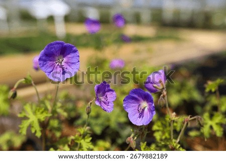 Geranium ‘Brookside’ bears large deep blue flowers in the perrenial flower border - one of the easiest plant to grow in the ornamental garden. Photo for the catalog of plants of the garden center