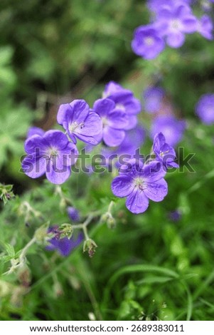 Geranium 'Brookside' in the summer garden