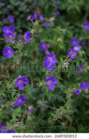 Geranium 'Brookside' in the summer garden