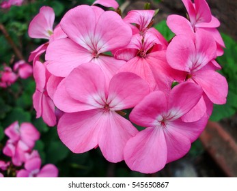 Geranium Flower