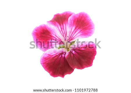Geranium flower head isolated on white background