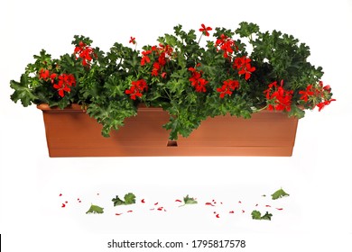 Geranium Flower Jar Box Green