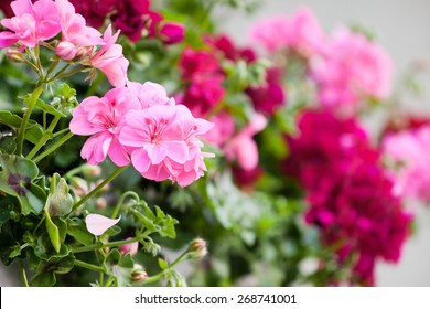 Geranium Flowers