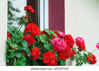 geranium flowers