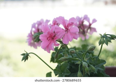 Geranium flowers bloom in spring