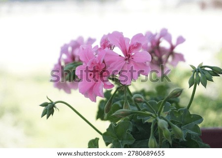 Geranium flowers bloom in spring