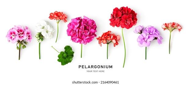 Geranium flowers and leaves isolated on white background. Pelargonium plants collection and banner. Summer garden concept. Flat lay, top view. Design element 