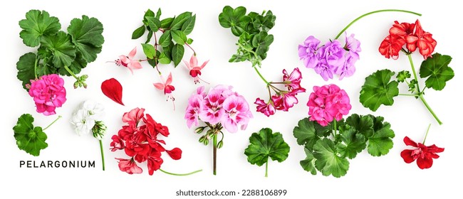 Geranium flowers and leaves isolated on white background. Pelargonium plants collection. Creative layout. Summer garden concept. Flat lay, top view. Design element 