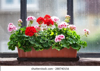 Geranium Flowers On Windowsill