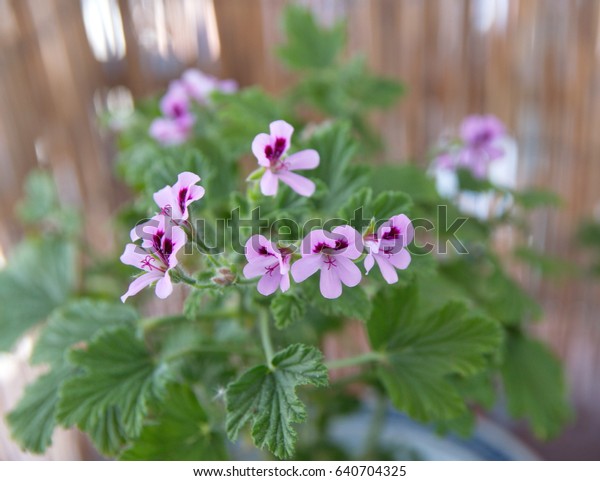 geranium scented perfume