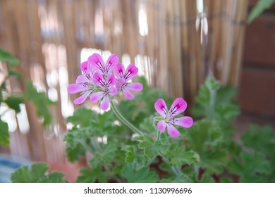 Pelargonium Images, Stock Photos & Vectors | Shutterstock