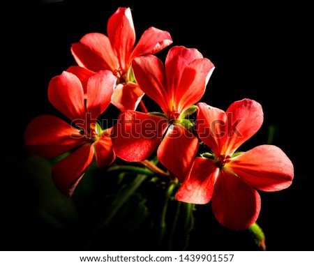 Similar – Image, Stock Photo coloured flowers