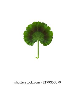 Geranium green leaf. Isolated Pelargonium leaf. - Shutterstock ID 2199358879