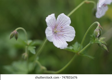 Geranium Himalayense Derrick Cook.