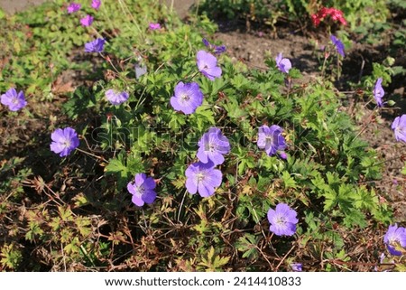 Geranium himalayense, lilac cranesbill, garden 