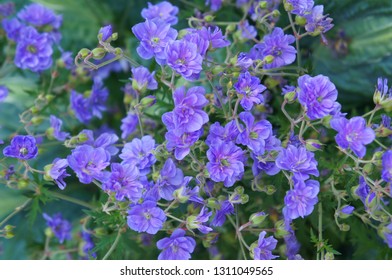 Geranium himalayense plenum birch double purple flowers