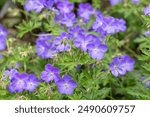 Geranium Johnson