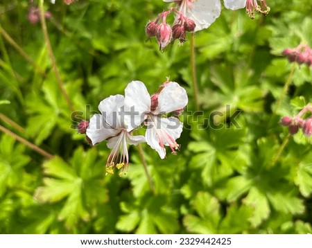 Geranium macrorrhizum 'Spessart' flowering in early summer