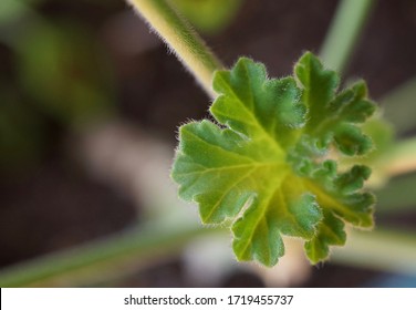 Geranium Pelargonium Indoor Houseplant Leaf And Stalk Close-Up Macro Focus On Fuzzy Texture And Spring Green Color