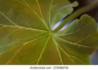 Geranium Pelargonium Indoor Houseplant Leaf And Stalk Close-Up With Macro Focus On Fuzzy Texture And Veins In Spring Green Color 