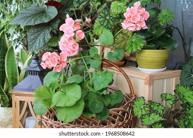 Geranium (Pelargonium Zonal) Plant With Tender Pink Flowers In A Wicker Basket. Indoor Garden.