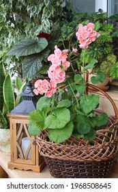 Geranium (Pelargonium Zonal) Plant With Tender Pink Flowers In A Wicker Basket. Indoor Garden.