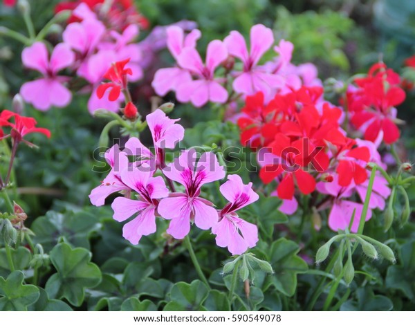 60 Geranium Lierre Images, Stock Photos & Vectors | Shutterstock