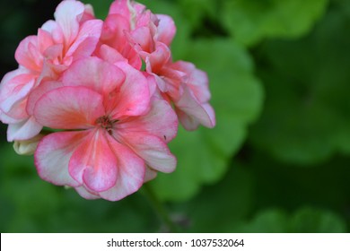 Geranium Appleblossom Rosebud High Res Stock Images Shutterstock Geranium Appleblossom Rosebud High Res Stock Images Shutterstock