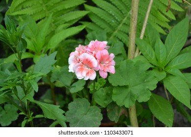 Geranium Appleblossom Rosebud Images Stock Photos Vectors Shutterstock