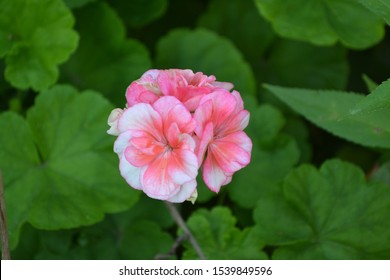 Geranium Appleblossom Rosebud Images Stock Photos Vectors Shutterstock