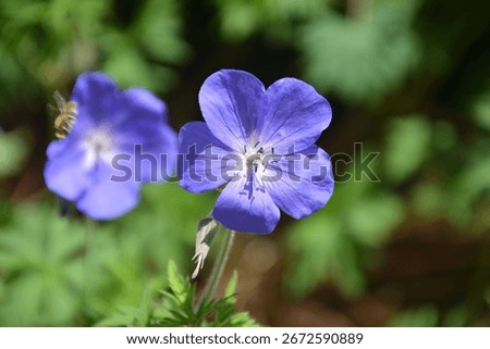Geranium pratense 'Brookside'; meadow crane's-bill, perennial with blue blossoms
