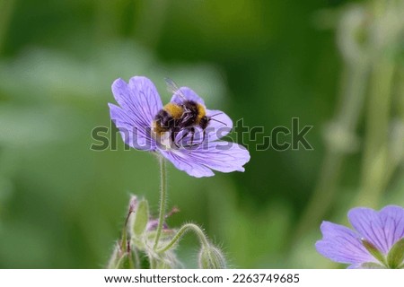 geranium pratense clumsy landing of a bumblebee on blue flowers of meadow cranesbill