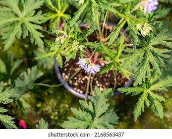 Geranium pratense in flower pot - Shutterstock ID 2168563437