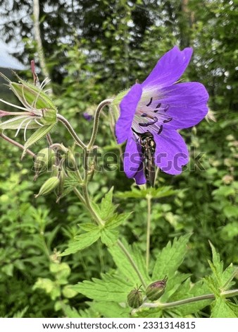 Geranium pratense, the meadow crane's-bill or meadow geranium, and a hover flie, also called flower flies or syrphid flies, searching for nectar. Pollinator.