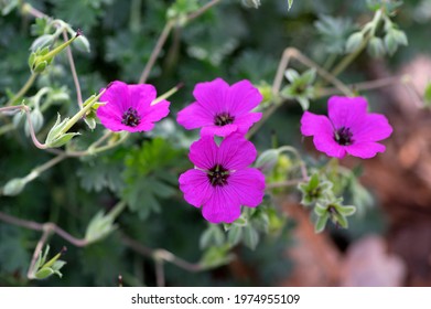 Geranium Sanguineum Bloody Cranes Bill Bright Pink Purple Flowering Plant, Garden Cultivated Flowers In Bloom, Green Leaves