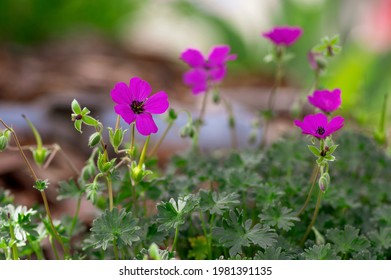 Geranium Sanguineum Bloody Cranes Bill Bright Pink Purple Flowering Plant, Garden Cultivated Flowers In Bloom, Green Leaves