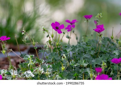 Geranium Sanguineum Bloody Cranes Bill Bright Pink Purple Flowering Plant, Garden Cultivated Flowers In Bloom, Green Leaves