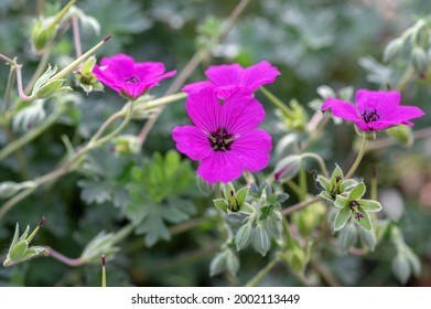 Geranium Sanguineum Bloody Cranes Bill Bright Pink Purple Flowering Plant, Garden Cultivated Flowers In Bloom, Green Leaves