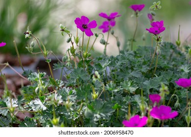 Geranium Sanguineum Bloody Cranes Bill Bright Pink Purple Flowering Plant, Garden Cultivated Flowers In Bloom, Green Leaves