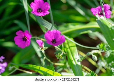 Geranium Sanguineum Bloody Cranes Bill Bright Pink Purple Flowering Plant, Garden Cultivated Flowers In Bloom, Green Leaves