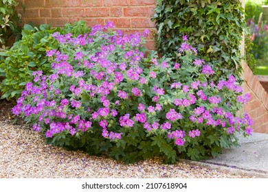 Geranium sylvaticum (wood cranesbill), a hardy perennial with purple flowers growing in an English cottage garden in spring, UK - Shutterstock ID 2107618904