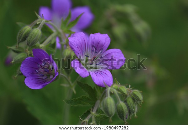 Geranium sylvaticum, wood\
crane\'s-bill, 	woodland geranium. Purple forest geranium flowers\
on a green background close-up outdoors in spring. Wild purple\
flowers background.
