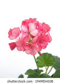 Geranium Zonal, Pelargonium Hortorum With Unique Pink Flowers, On White Background