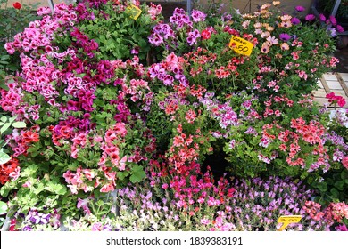 Geraniums In A Floriculture Shop