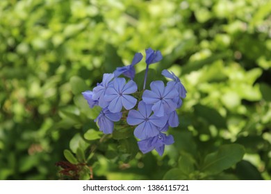 Geraniums At Florida Botanical Gardens, Largo