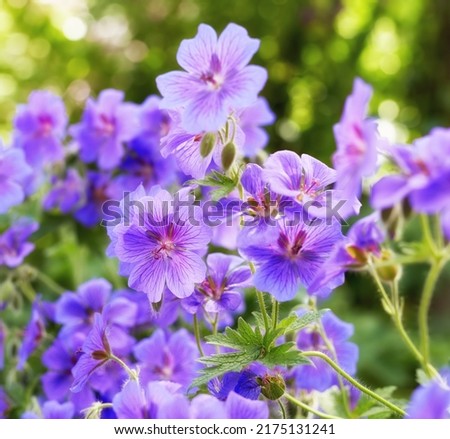 Geraniums flowers in a garden in summer. Closeup of beautiful purple cranesbill flower blossoming, growing in a serene environment. Group of vibrant, delicate, fresh flower heads on a bush in nature