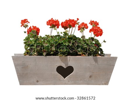 Geraniums in wooden window box with a heart cutout