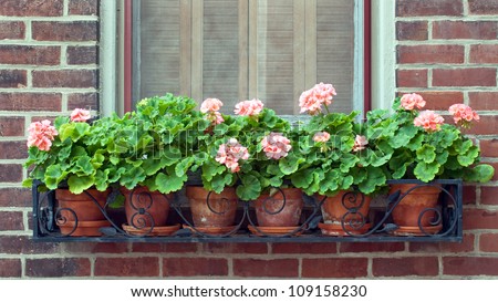 Geraniums in Wrought Iron Window Box